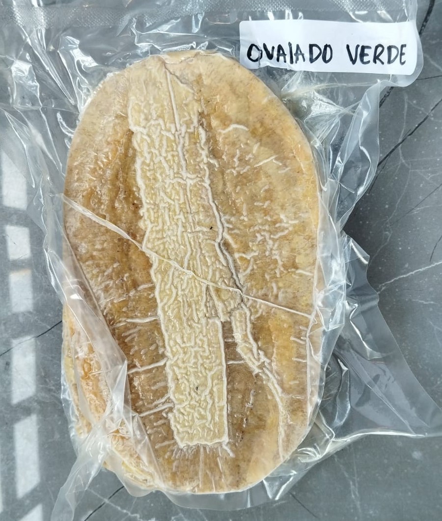 PATACÓN OVALADO VERDE